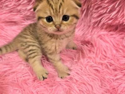 Kristi - Scottish Fold - Gallery Photo #1