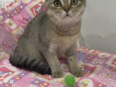 Mirko - Scottish Fold - Gallery Photo #1