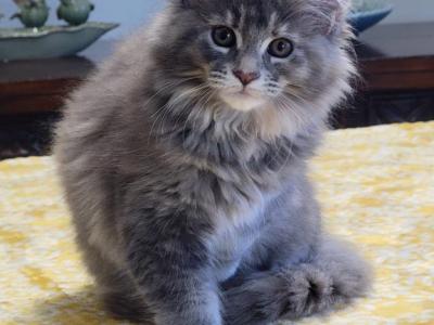 Freydis - Maine Coon - Gallery Photo #1