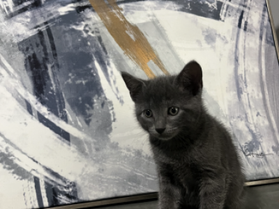 Russian Blue Baby Kittens - Russian Blue - Gallery Photo #1