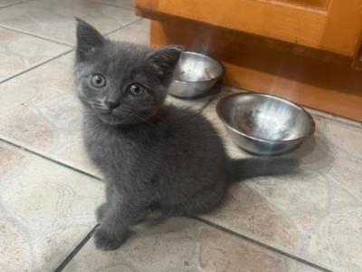 Russian Blue Baby Blue Girl - Russian Blue - Gallery Photo #1