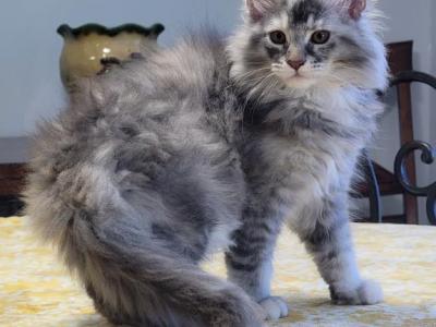 Lagertha - Maine Coon - Gallery Photo #1