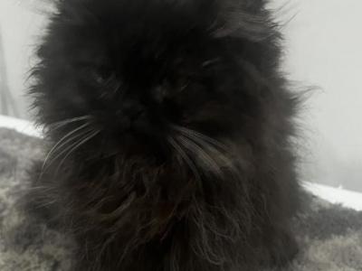 Lucky - Persian - Gallery Photo #1