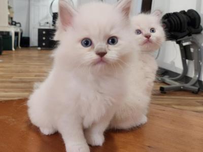 Sadie's Lilac Litter - Ragdoll - Gallery Photo #1