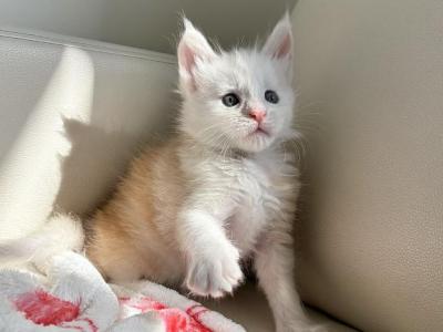 Almond - Maine Coon - Gallery Photo #1