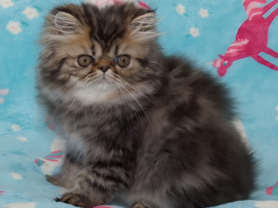 Brown Tabbies - Persian - Gallery Photo #1