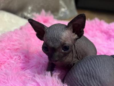 Luna - Sphynx - Gallery Photo #1