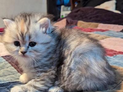 Registered Male Tabby Doll Faced Persian - Persian - Gallery Photo #1