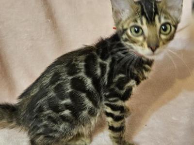 Brown Rosetted Female Red Collar - Bengal - Gallery Photo #1