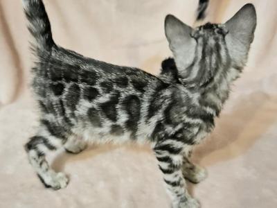 Silver Snow Clouded Female Lavender Collar - Bengal - Gallery Photo #1