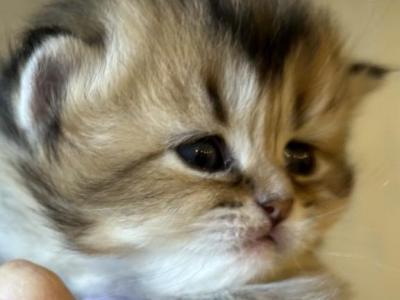 Scottish Fold Kittens - Scottish Fold - Gallery Photo #1