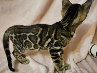 Brown Clouded Female Pink Collar - Bengal - Gallery Photo #1