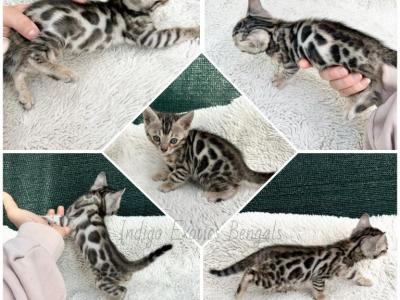 Silver Rosetted Female Rai - Bengal - Gallery Photo #1