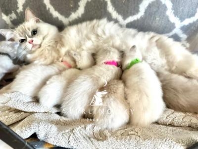 Princess Diana Litter - Ragdoll - Gallery Photo #1