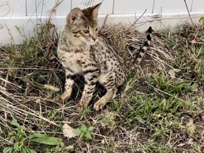 Savannah Kittens 2nd Litter - Savannah - Gallery Photo #1