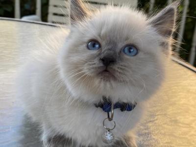 BO&Blue's RagDolls - Ragdoll - Gallery Photo #1