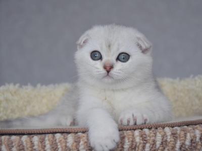 Scottish Fold Silver Calvin - Scottish Fold - Gallery Photo #1