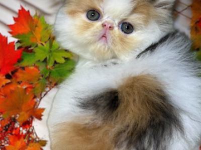 Chloe Calico Tabby Kitten - Persian - Gallery Photo #1