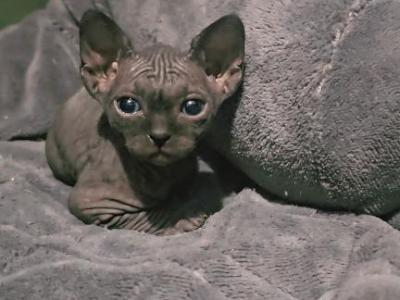 Last Male Sphynx Kitten - Sphynx - Gallery Photo #1