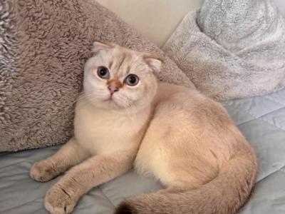 Snowman - Scottish Fold - Gallery Photo #1