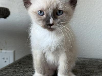 Kit - Siamese - Gallery Photo #1