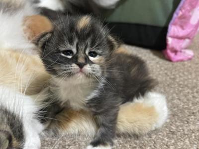 Colorful Siberian Kittens - Siberian - Gallery Photo #1