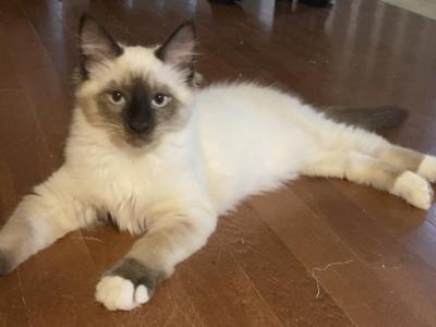 Harley - Siamese - Gallery Photo #1