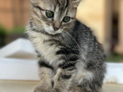 Kitten Male And Female Bengal Marble - Bengal - Gallery Photo #1