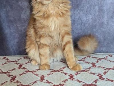 Nikki - Maine Coon - Gallery Photo #1