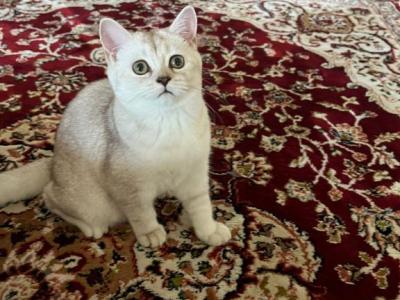 British Short Hair White And Gold - British Shorthair - Gallery Photo #1