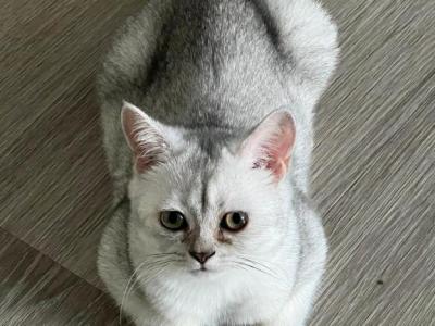 White And Gray Shaded Ns11 - British Shorthair - Gallery Photo #1