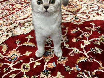 Bitish Short Hair  Silver - British Shorthair - Gallery Photo #1