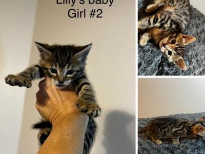 Toygers Lilly Litter - Toyger - Gallery Photo #1