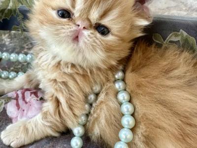 Beljapur Cattery Kitkat - Persian - Gallery Photo #1