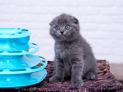 Litter C - Scottish Fold - Gallery Photo #1