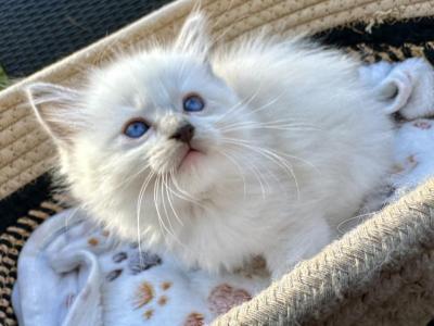 Ragdoll Blue Mitted Boy - Ragdoll - Gallery Photo #1