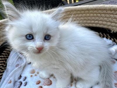 Ragdoll Blue Bicolor Girl - Ragdoll - Gallery Photo #1