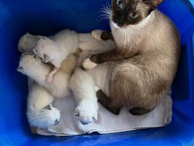 Bandit Litter Oct 24 - Siamese - Gallery Photo #1