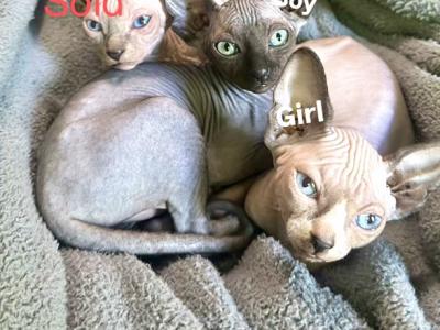 Sphynx - Sphynx - Gallery Photo #1