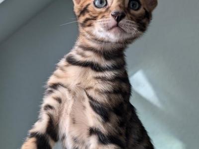 Mufasa - Bengal - Gallery Photo #1