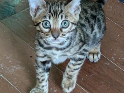 Simba - Bengal - Gallery Photo #1