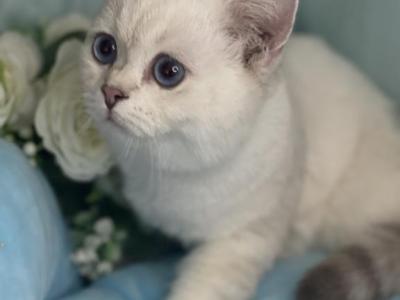 Zack - British Shorthair - Gallery Photo #1