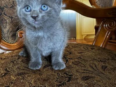 Smoky - Chartreux - Gallery Photo #1