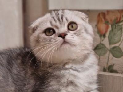 Tiger Scottish - Scottish Fold - Gallery Photo #1