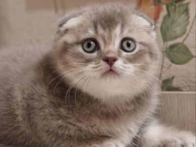 Flesh Scottish - Scottish Fold - Gallery Photo #1