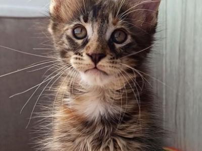 Maine Coon Alva Jaheira - Maine Coon - Gallery Photo #1