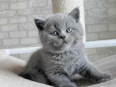 British EM NY Zorro Kitten Is In NY - British Shorthair - Gallery Photo #1