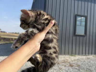 Bengal Kittens - Bengal - Gallery Photo #1