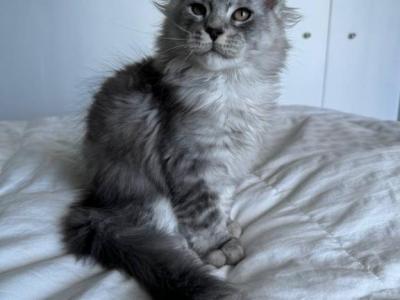 Maine Coon Kittens Males And Females - Maine Coon - Gallery Photo #1