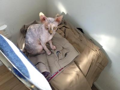 Sphynx Meow - Sphynx - Gallery Photo #1